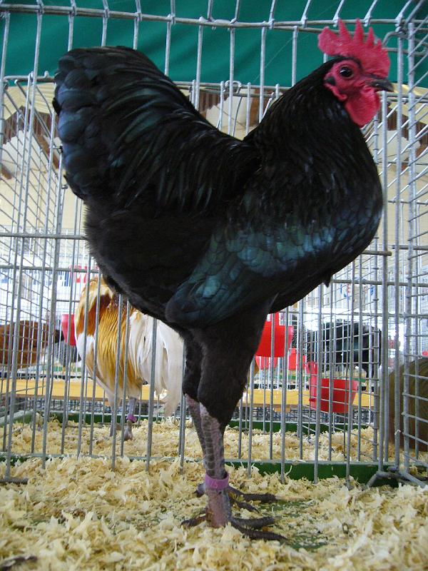 Bezirksschau Luebbecke 306.jpg - Deutsche Zwerg Langschan schwarz von Geschwister Timann Preis HV 96 E